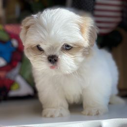 Girl 1 - Cream and white female Shih Tzu puppy in Troy, Michigan from "Shihtzu Best Friend"