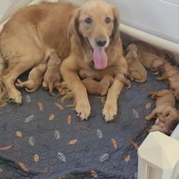 Golden Retriever puppies from Buckeye Blossom Golden Retrievers