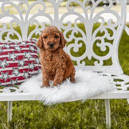 Grey collar boy - Red  male Goldendoodle puppy in Spokane, Washington from Beloved_doodles_WA