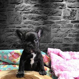 French Bulldogs from OoLaLa Frenchies