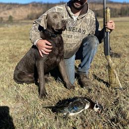 Blitz - Labrador Retriever