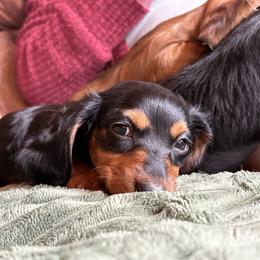 Charlie - Black and tan male Dachshund puppy in Florissant, Colorado from Mountain Thyme Homestead