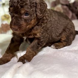 Aussiedoodle, Bernedoodle, Goldendoodle, and Poodle Puppies from Vallevistadoodles