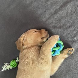 Golden Retriever Puppies from Sydney’s Goldens