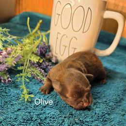 Girl 3 - female Shihpoo puppy in Delphos, Ohio from Route 66 Poodles & Doodles, Sapphire Shih-tzu's of Ohio