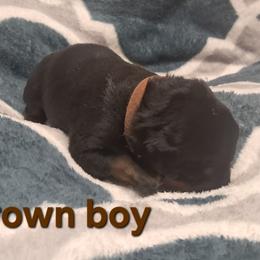 Boy 2 - Black and mahogany male Rottweiler puppy in De Witt, Iowa from Irish Eyes Kennels