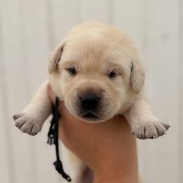 Black - Yellow male Labrador Retriever puppy in At Henry, Ohio from Hickory Creek Labs