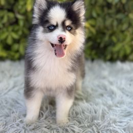 Wesson - Black and white male Pomsky puppy in Whittier, California from Legendary Pomskies
