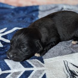 Red collar - Fawn female Companion Cross puppy in Tom's Brook, Virginia from rising sun duck tollers
