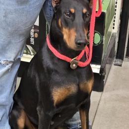 Maggie - Doberman Pinscher