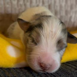 Teddy - Blue merle male Australian Shepherd puppy in Morrow, Ohio from OakHaven Acres Aussies