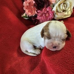 Girl 5 - Blenheim Cavalier King Charles Spaniel puppy in Stilwell, Oklahoma from Parker's Pups