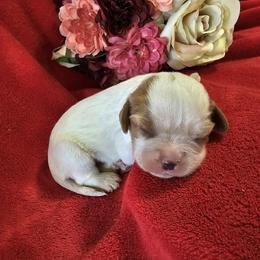 Girl 5 - Blenheim Cavalier King Charles Spaniel puppy in Stilwell, Oklahoma from Parker's Pups