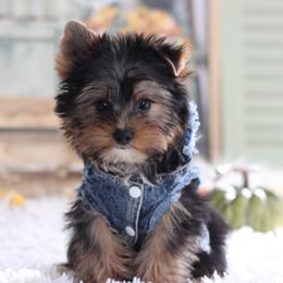 LANCE - Black and gold male Yorkshire Terrier puppy in Hughesville, Missouri from Puppykiss4u