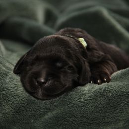 Marty - Black female Australian Labradoodle puppy in Stanwood, Washington from Victoria Creek Australian Labradoodles