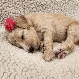 Poodle Puppies from Karla Skow