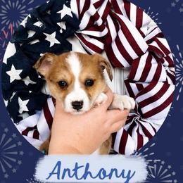 Anthony Bridgerton - Red merle and white male American Corgi puppy in Lake Havasu City, Arizona from London Bridge Corgis