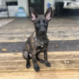 Seven - Gold brindle male Dutch Shepherd puppy in Auburn, Georgia from Faberge Hollandse Herdershond