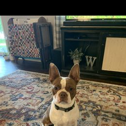 Ollie - Boston Terrier