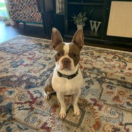 Ollie - Boston Terrier