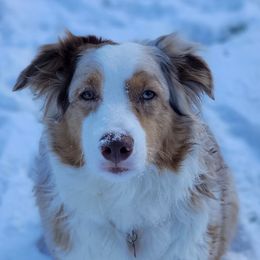 Australian Shepherds from Raven Ridge Aussie