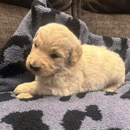 Kate - Cream female Goldendoodle puppy in Warren, Michigan from Annette Patterson