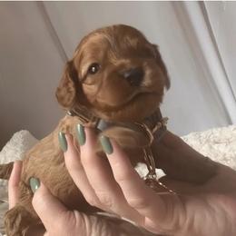 Sebastian - Red male Cavapoo puppy in Fairmont, West Virginia from Ruby Heirloom Companions