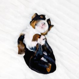 Noble - Tri-color male Bernedoodle puppy in Mahomet, Illinois from Jordan Family Doodles