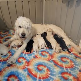 Goldendoodles and Poodles from House of Doodles & Poodles