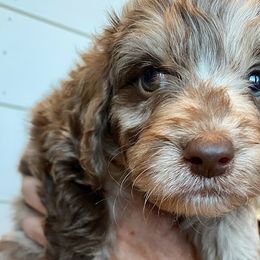 Rory - Aussiedoodle puppy in Cleveland, Georgia from Oodle Farms