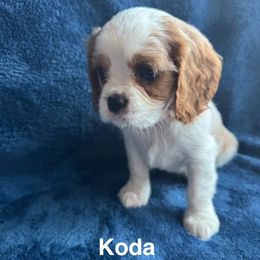 AKC Koda - Blenheim male Cavalier King Charles Spaniel puppy in Marion, Indiana from Country Cavapoos