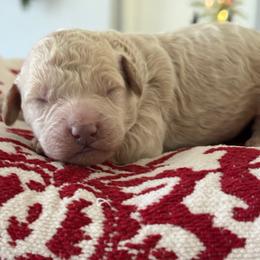 Snowflake - Cream male Goldendoodle puppy in Brooksville, Florida from Abby’s Standard Goldendoodles