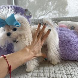 Ultra Tiny Snowy Korean boy 13000 - White male Maltese puppy in Miami, Florida from Natalias Tiny Chihuahuas