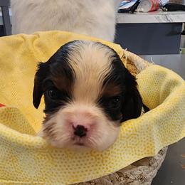 Blue - Tri-color male Cavalier King Charles Spaniel puppy in Albany, Oregon from Hit Parade Cavaliers