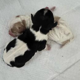 TriColor Girl - Tri-color female Cavachon puppy in Awendaw, South Carolina from LierChonPoo