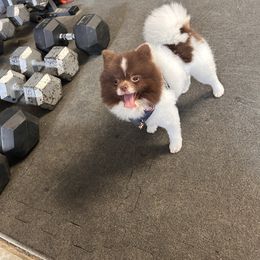 Bubba - Pomeranian