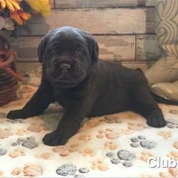 Clubs - Chocolate female Labrador Retriever puppy in Gardnerville, Nevada from Jobs Peak Labradors