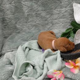 Miss Light Pink - Golden rust female Vizsla puppy in Lexington, Kentucky from Summit Vizsla (we can deliver to you)