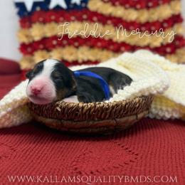 Freddie Mercury - Tri-color male Bernedoodle puppy in Austin, Texas from Boutique Bernedoodles & Co.