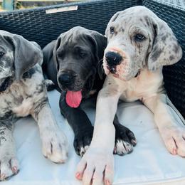 Great Dane Puppies from soboc Legacy of colors llc