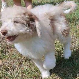 Eloise - Brown merle female Aussiedoodle puppy in Grand Saline, Texas from Aussies Acre