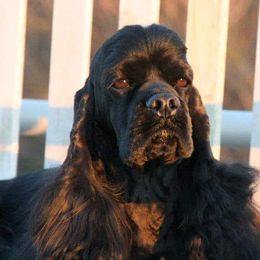 Cocker Spaniels from Marlene's Cocker Spaniels