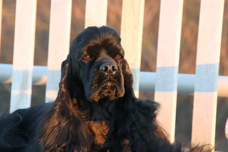 Mar-K Cocker Spaniels in Connecticut | Cocker Spaniel puppies | Good Dog