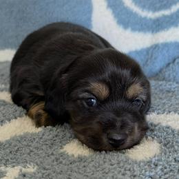 Theodore - Black and tan male Dachshund puppy in Ballinger, Texas from Missy’s Mini Dachshunds