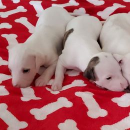 Italian Greyhounds and Whippets from Meraki's Whippets & Italian Greyhounds