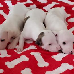Italian Greyhounds and Whippets from Meraki's Whippets & Italian Greyhounds