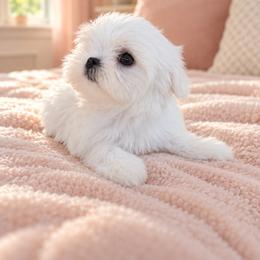 Elisabetta - White female Maltese puppy in Bryn Mawr, Pennsylvania from Main line furry friends