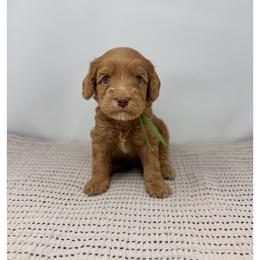 Emerald - Caramel male Australian Labradoodle puppy in Sacramento, California from Little Farmstead Labradoodles