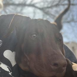 Doberman Pinscher Puppies from Von Schaaf Haus DuPree