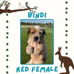 Bindi - Red speckled female Australian Cattle Dog puppy in Quapaw, Oklahoma from Hudsons Australian Cattle Dogs